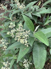 Buddleja bullata