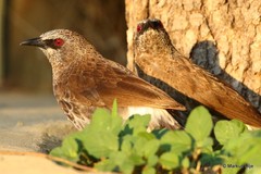 Turdoides hartlaubii