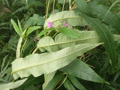 Chamaenerion angustifolium
