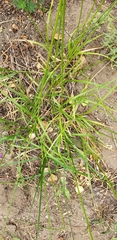 Divisae