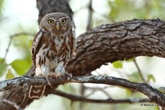 Glaucidium perlatum