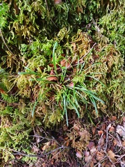 Abrotanella linearis