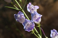 Penstemon comarrhenus