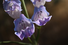 Penstemon comarrhenus