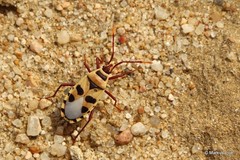 Probergrothius angolensis