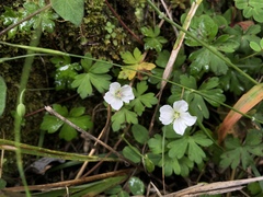 Geranium suzukii