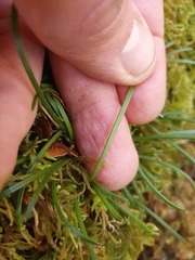 Abrotanella linearis