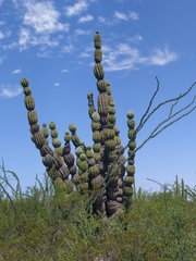 Pachycereus