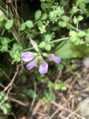 Astragalus nokoensis