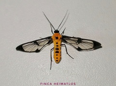 Cosmosoma melanopera