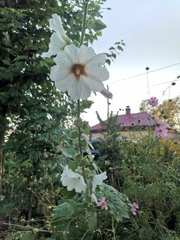 Alcea rosea