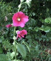 Alcea rosea