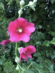 Alcea rosea