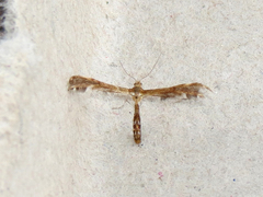 Dejongia lobidactylus