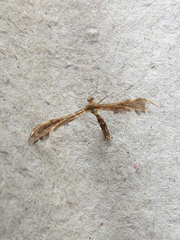 Dejongia lobidactylus