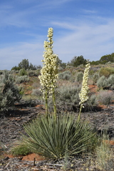 Yucca angustissima kanabensis