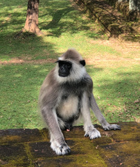 Semnopithecus priam thersites