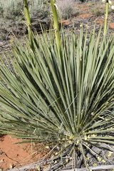 Yucca angustissima kanabensis