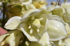 Yucca angustissima kanabensis