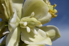 Yucca angustissima kanabensis