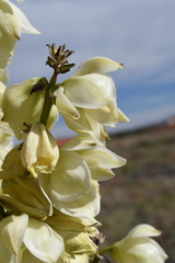 Yucca angustissima kanabensis