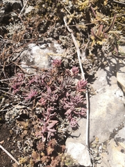 Sedum hispanicum