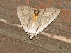 Catocala clintonii