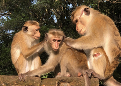 Macaca sinica sinica