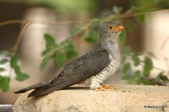 Cuculus gularis