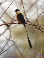 Vidua regia