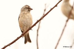 Crithagra atrogularis