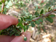 Pultenaea largiflorens