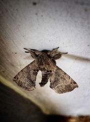 Apatelodidae