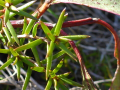 Stenanthera conostephioides