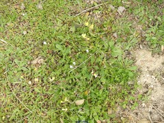 Diplotaxis catholica