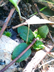 Pterostylis pedunculata