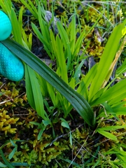Thelymitra arenaria