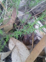 Galium gaudichaudii
