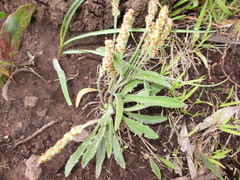 Plantago drummondii