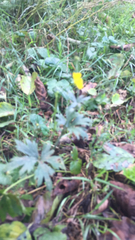Ranunculus repens