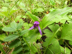 Roscoea