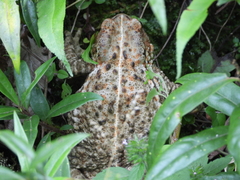 Bufo gargarizans