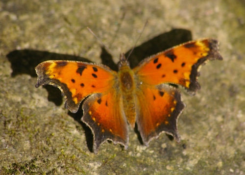 Gray Comma