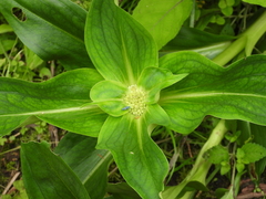 Gentiana crassicaulis