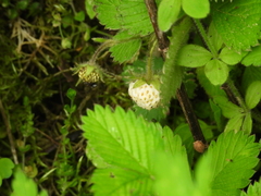 Fragaria nilgerrensis