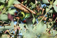Cinnyris mariquensis