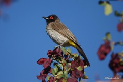 Pycnonotus nigricans