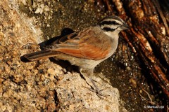 Emberiza capensis bradfieldi