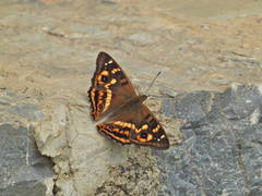 Apatura bieti