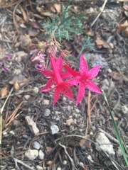 Ipomopsis aggregata bridgesii